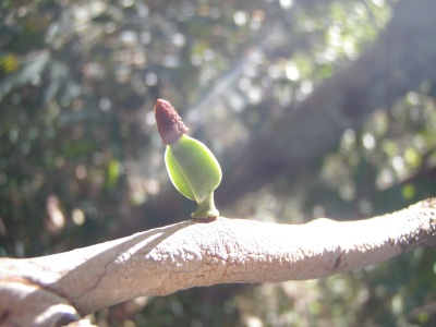 Seedling of the mistletoe Phthirusa ovata germinating on a potential host