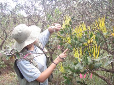 Measuring leaf lifespan of Psittacanthus robustus