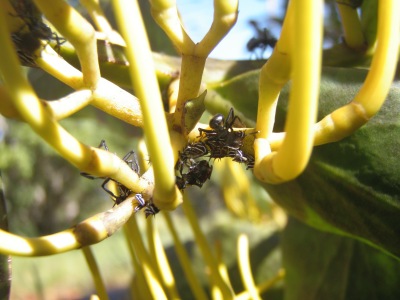 Ants farming aphids on the mistletoe Psittacanthus robustus