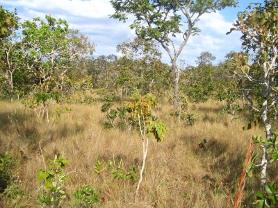 Cerrado: The Tropical Savannas of Brazil